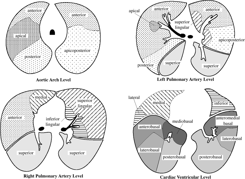 5. Chest Radiology Review Manual (Dahnert, Radiology Review Manual)